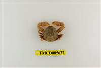 藏品(豆形拳蟹)的圖片